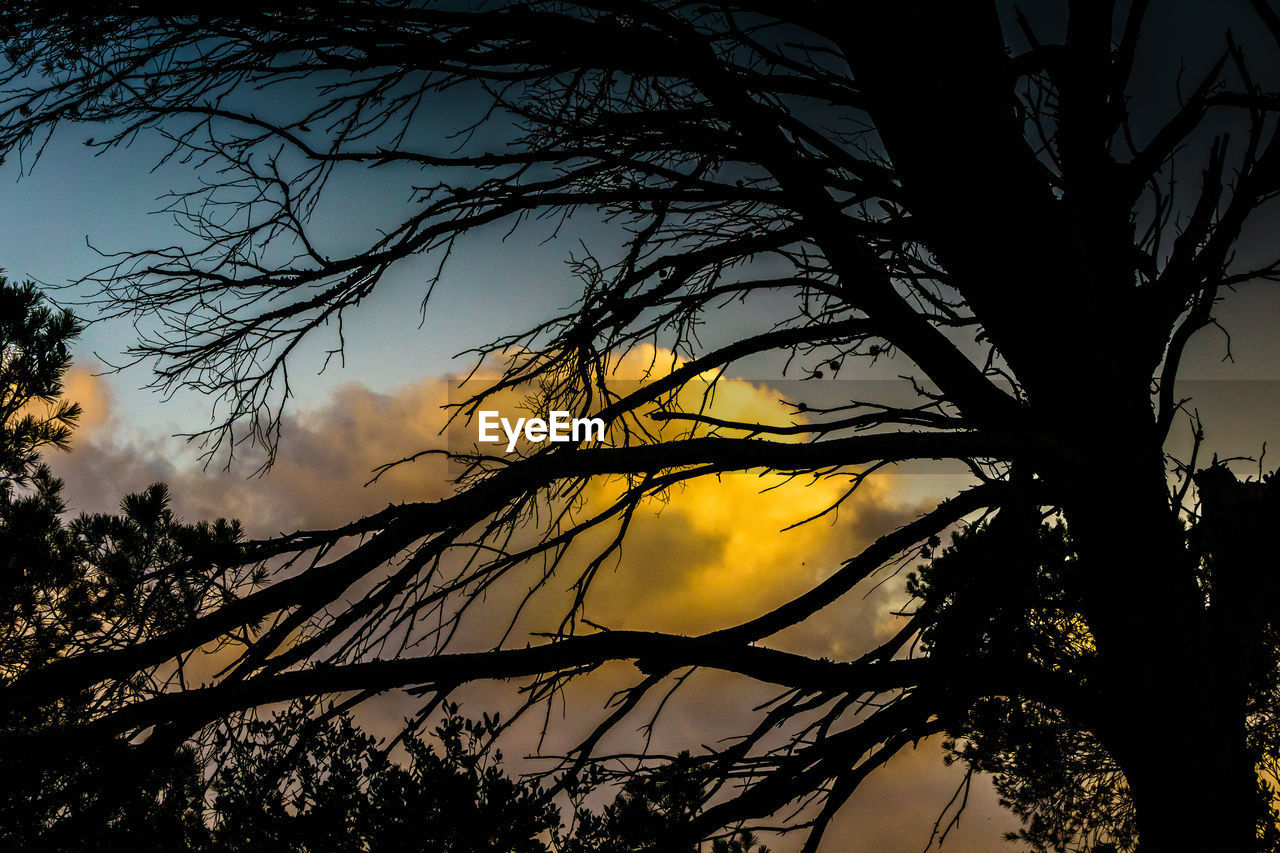 LOW ANGLE VIEW OF SILHOUETTE BARE TREE AGAINST SKY