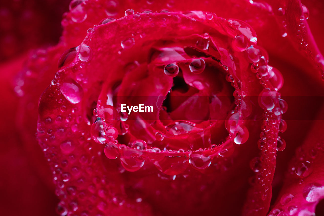 Close-up of wet red rose blooming outdoors