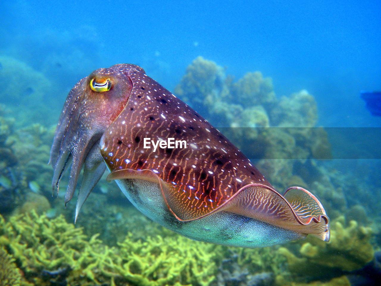 Close-up of cuttlefish swimming in sea