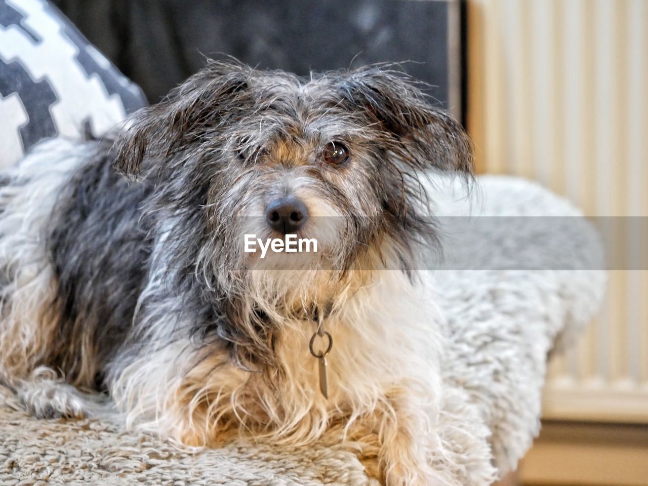 CLOSE-UP PORTRAIT OF DOG WITH MOUTH OPEN