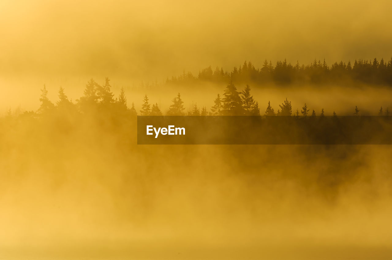 Misty forest landscape at sunrise, sweden.