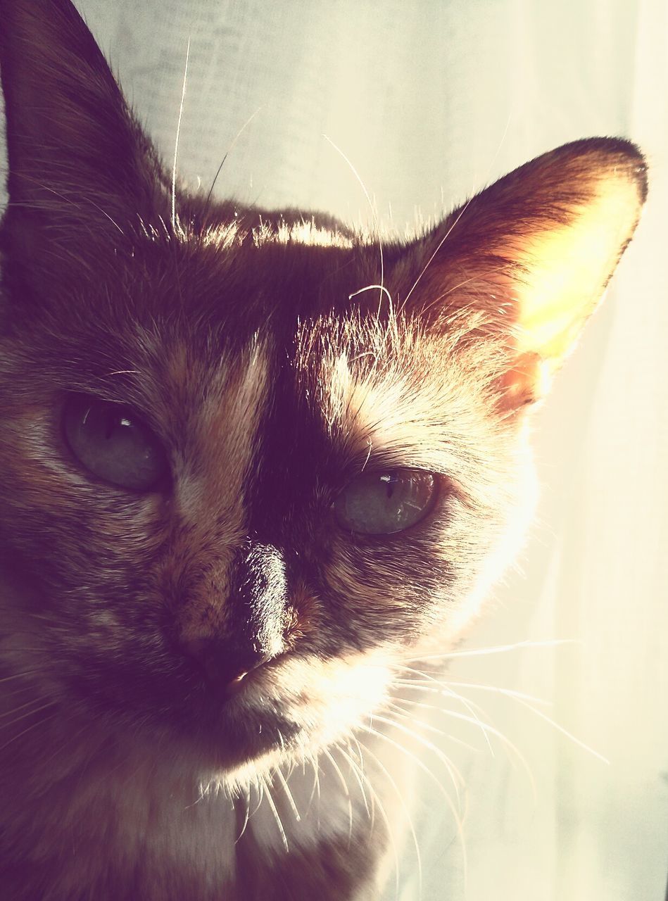 Close-up portrait of a cat