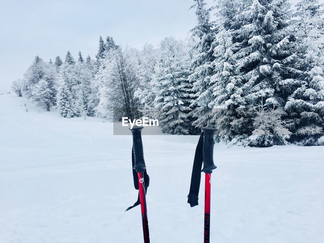 Red trekking poles with forest covered in snow in the background