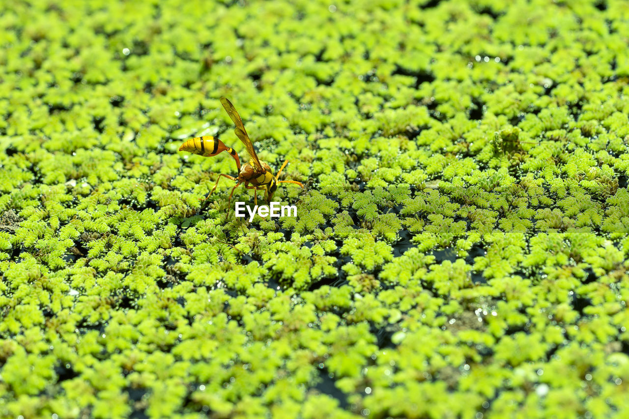 Close-up of insect on plant