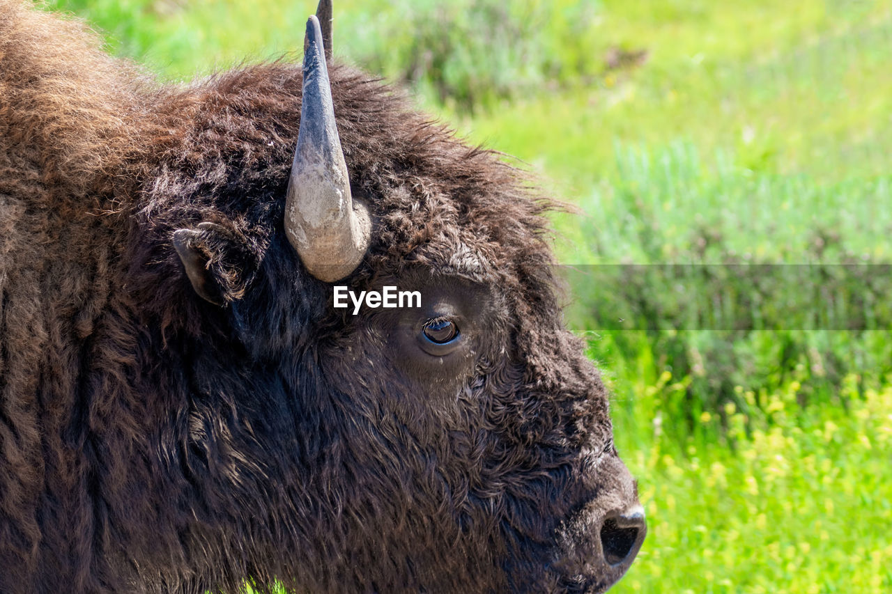 Closeup photo of american buffalo at theodore roosevelt national park in summer