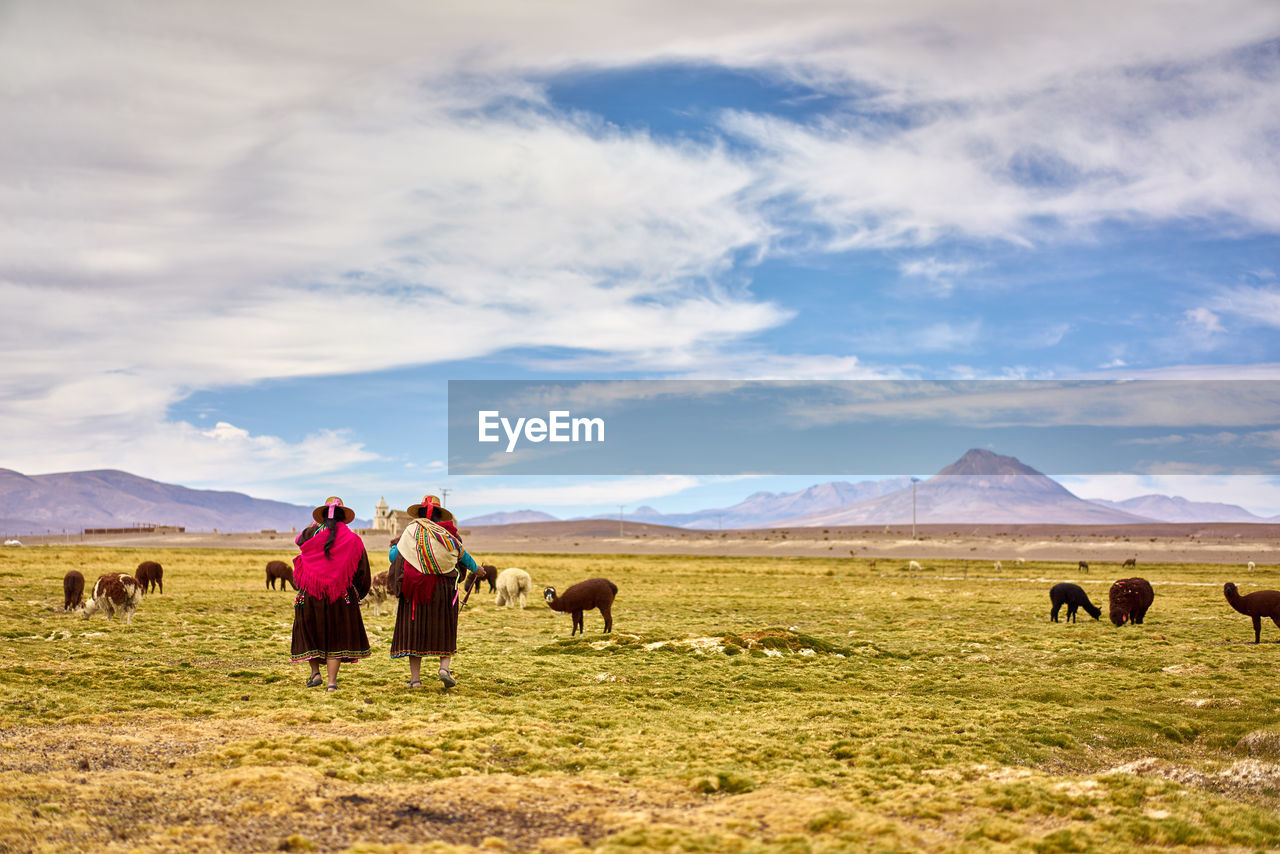 Rear view of female herders with alpacas on field