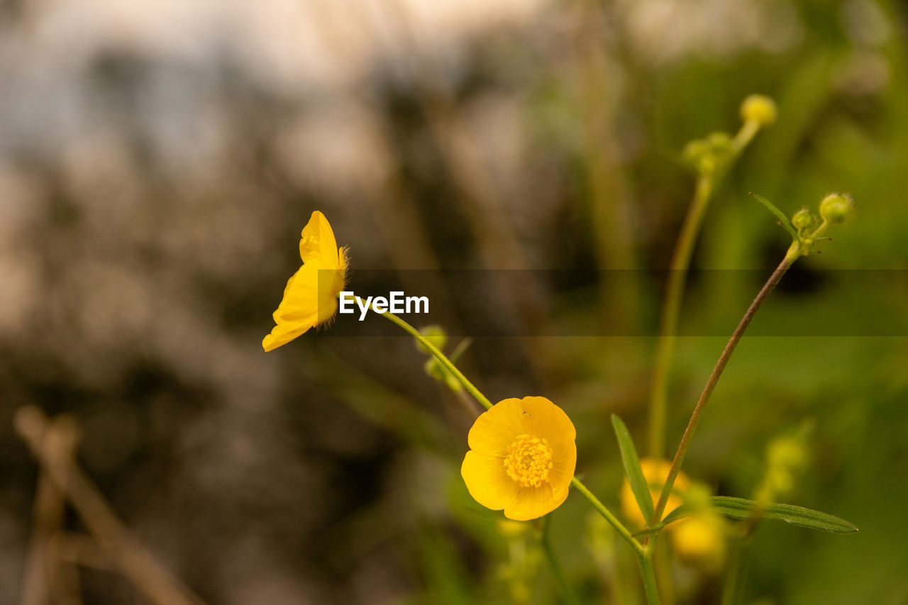 Close-up of yellow flowering plant on field