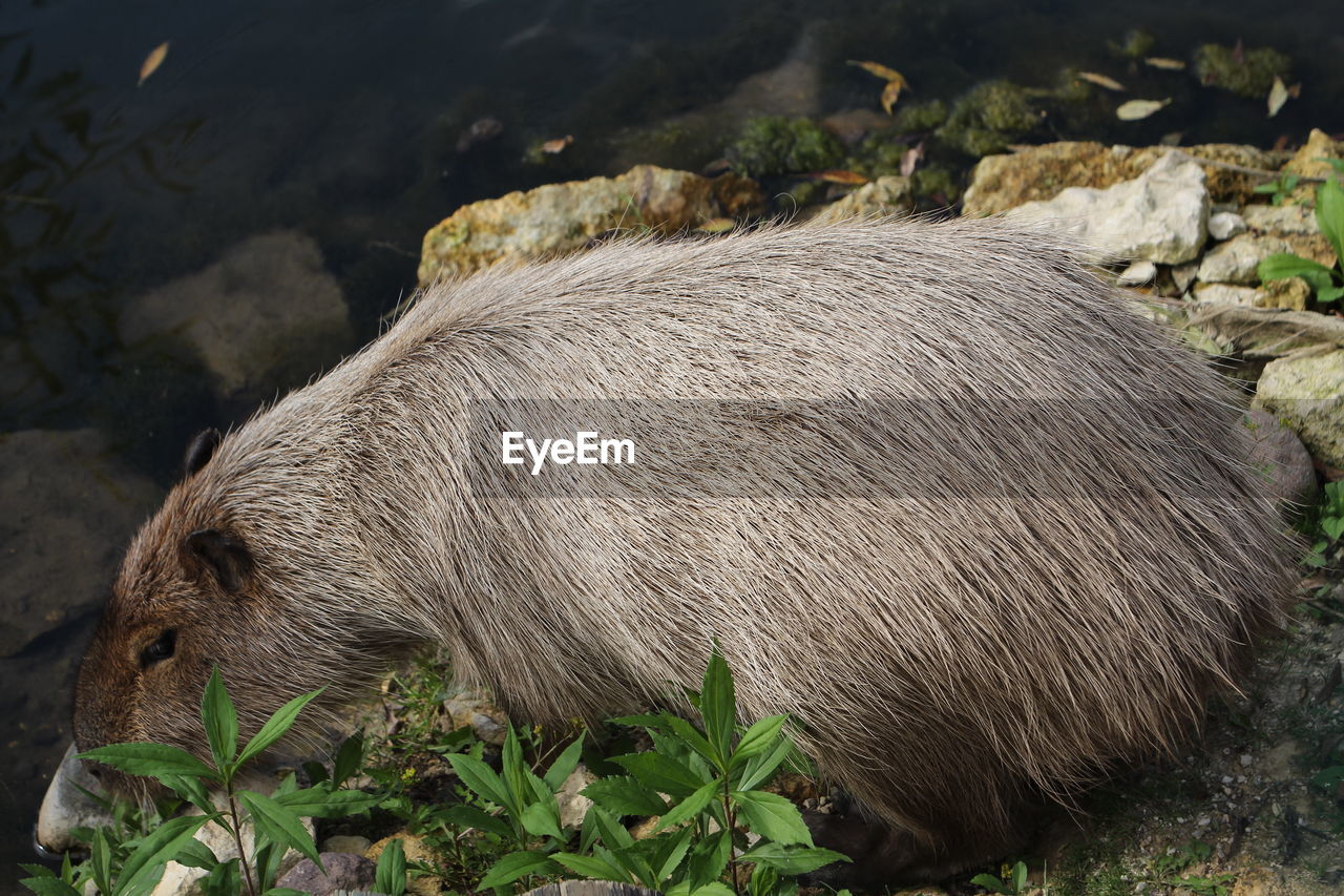 High angle view of badger on rock