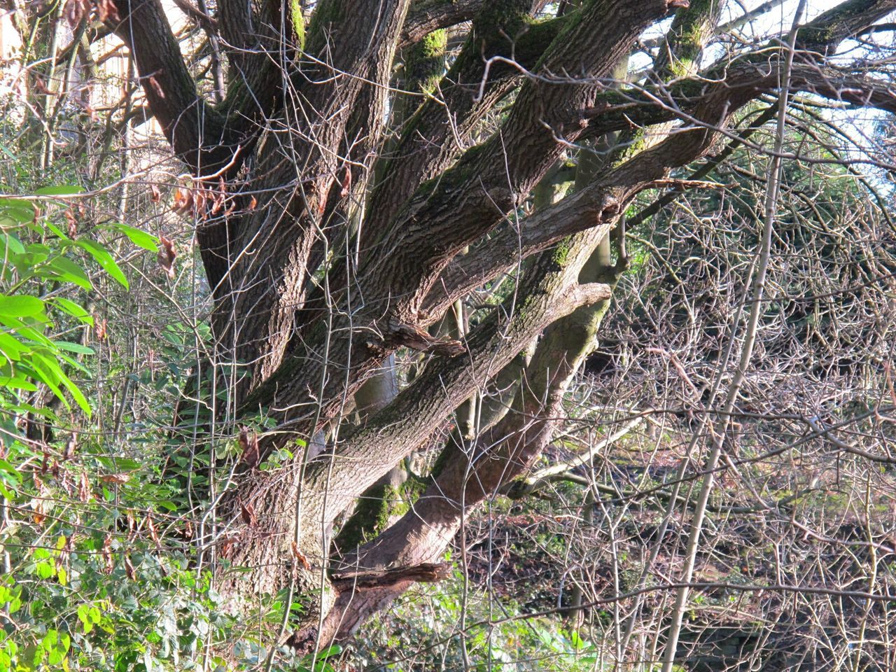 CLOSE-UP OF TREE