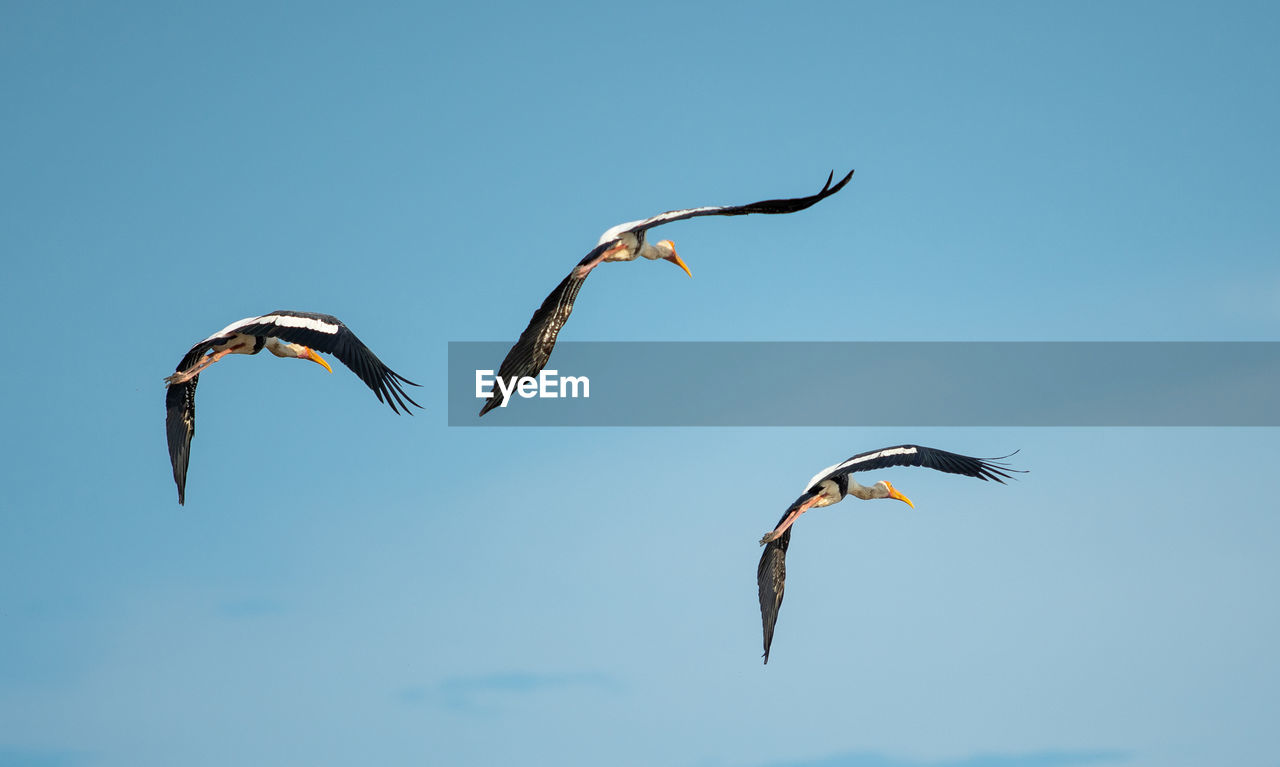 Low angle view of birds flying against blue sky