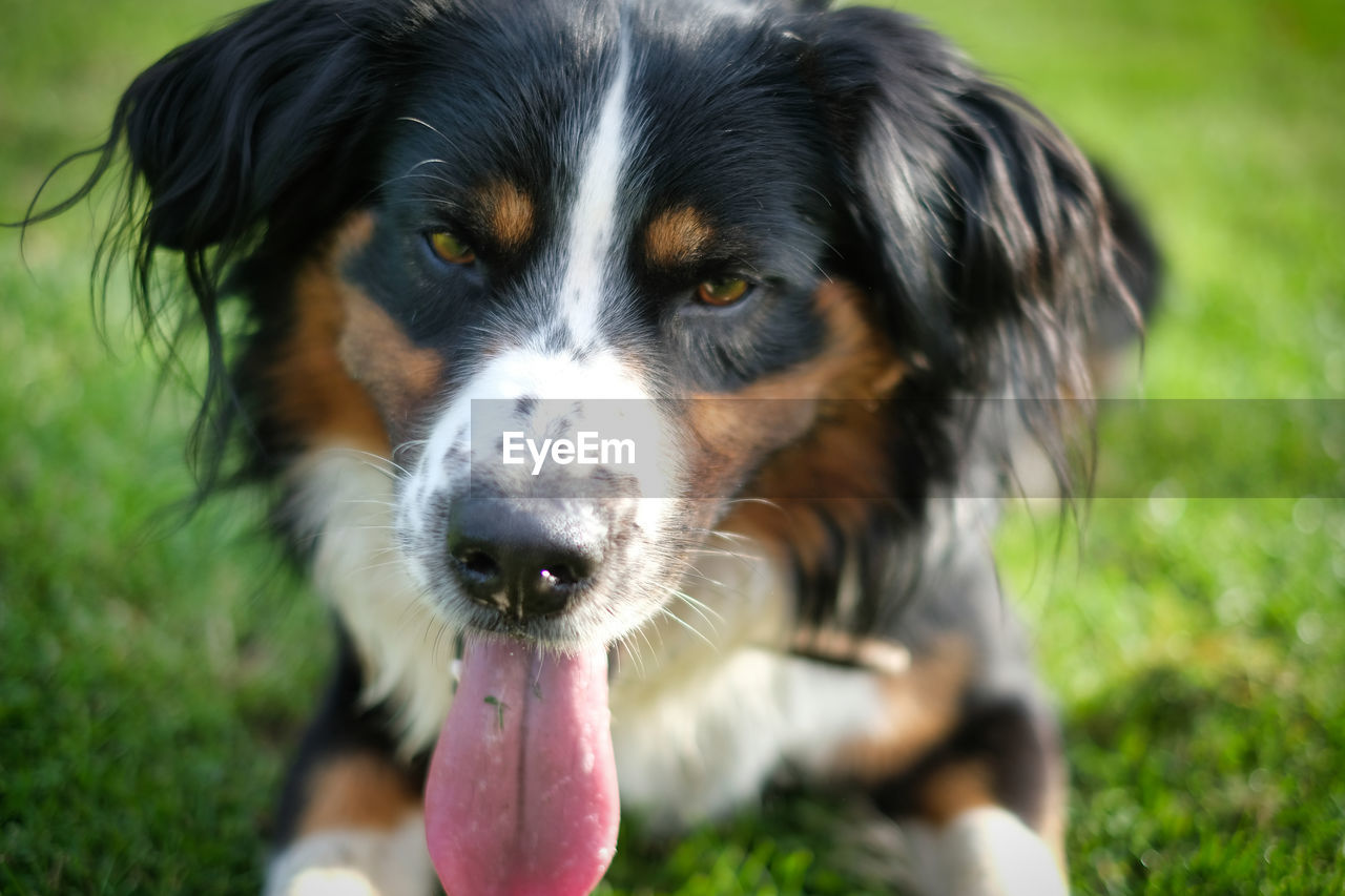 CLOSE-UP PORTRAIT OF DOG IN MOUTH