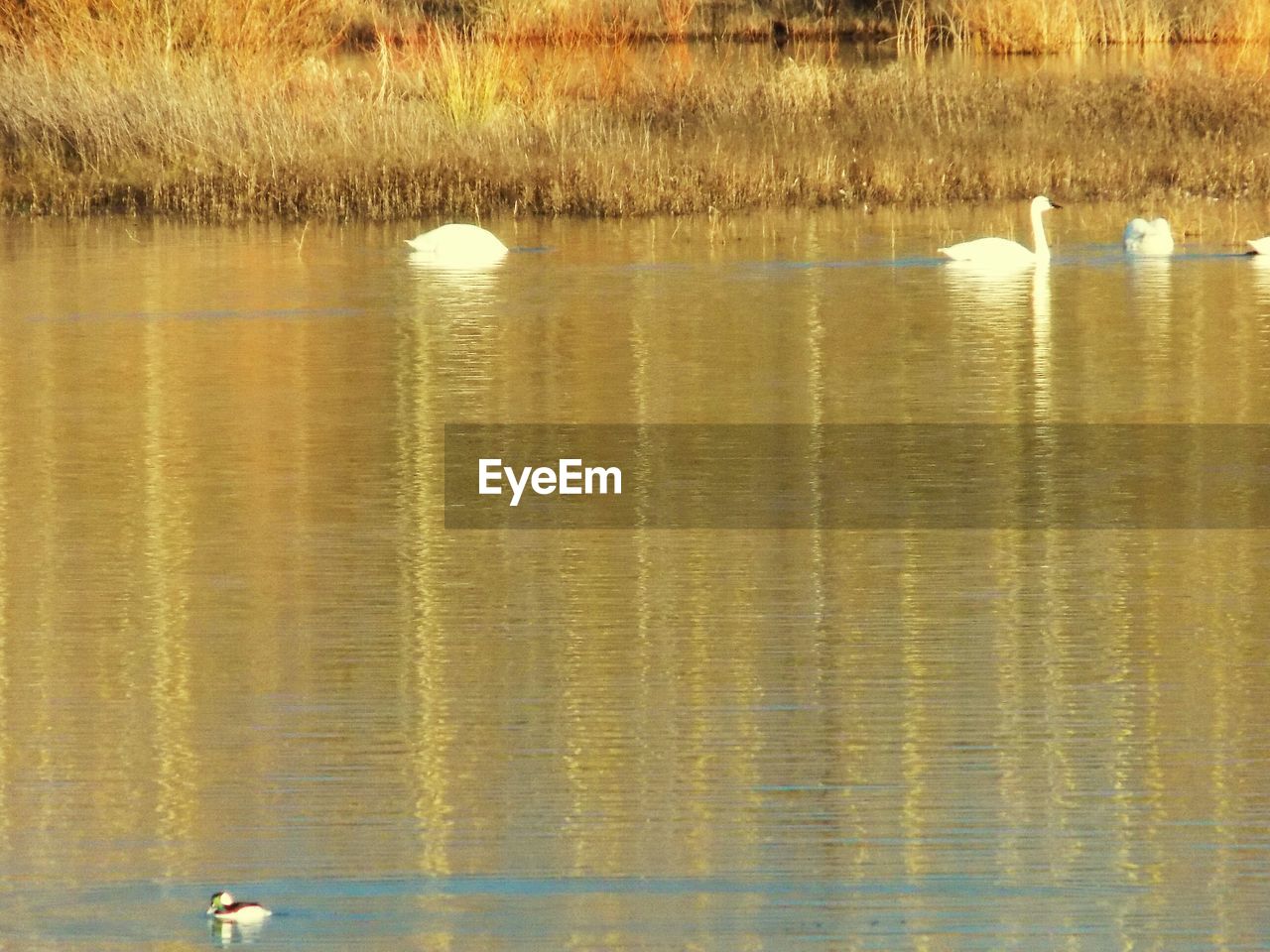 REFLECTION OF BIRDS IN WATER