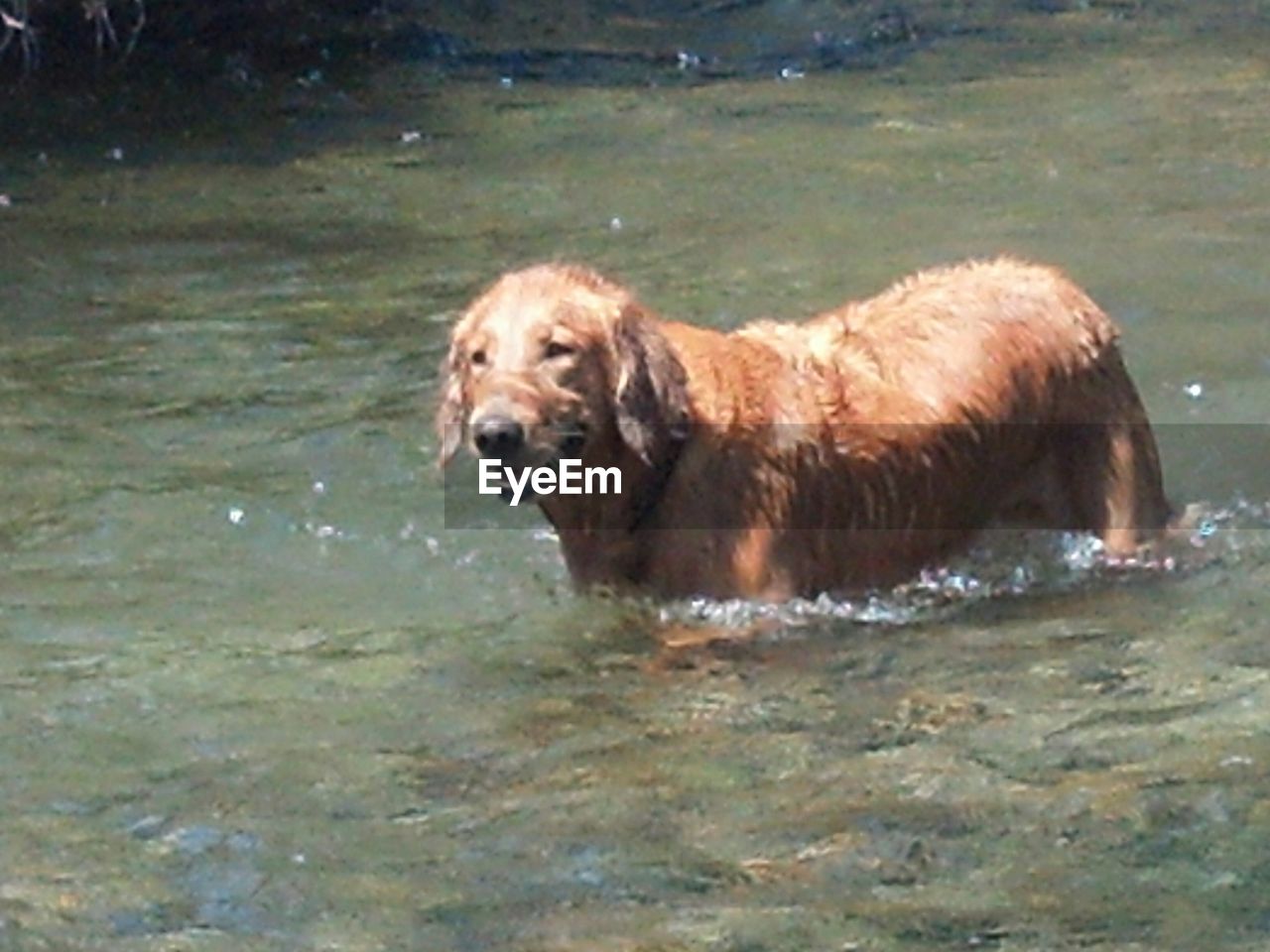 DOG STANDING IN WATER