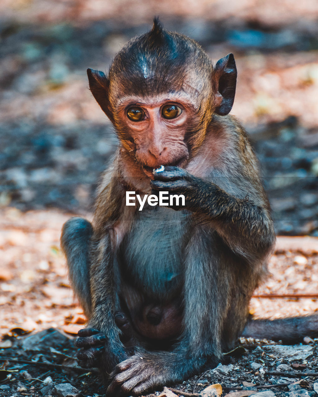 Young monkey looking away while sitting on land