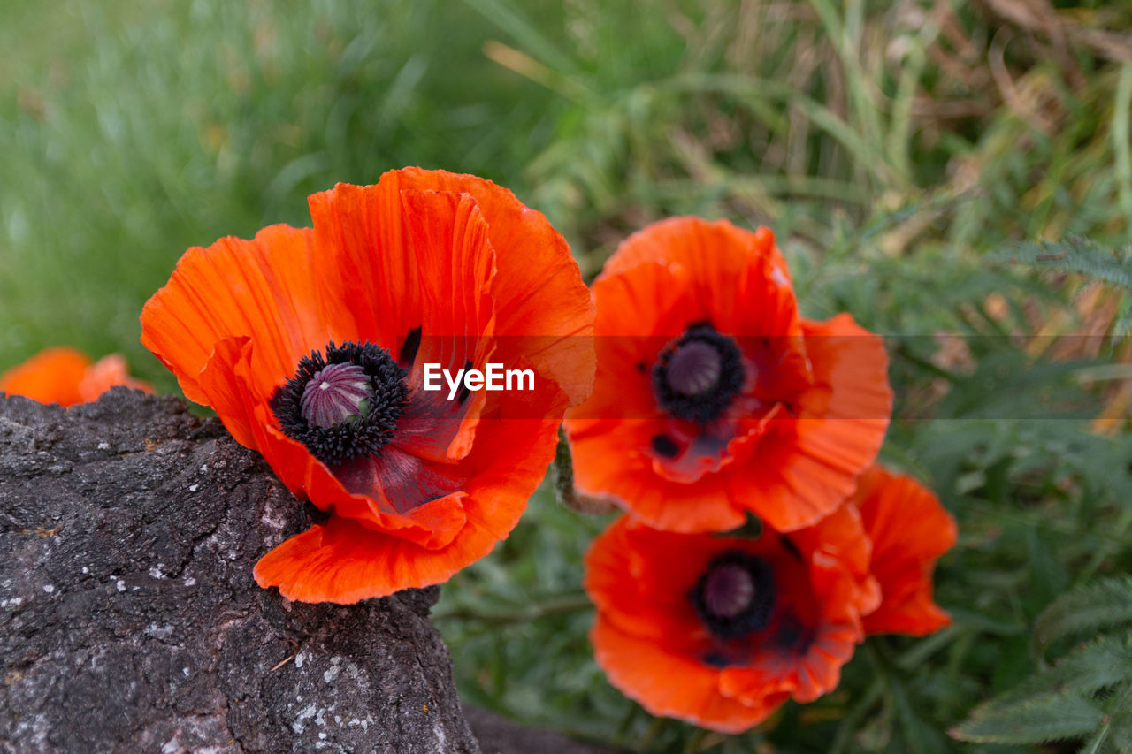 Close-up of orange flower on field