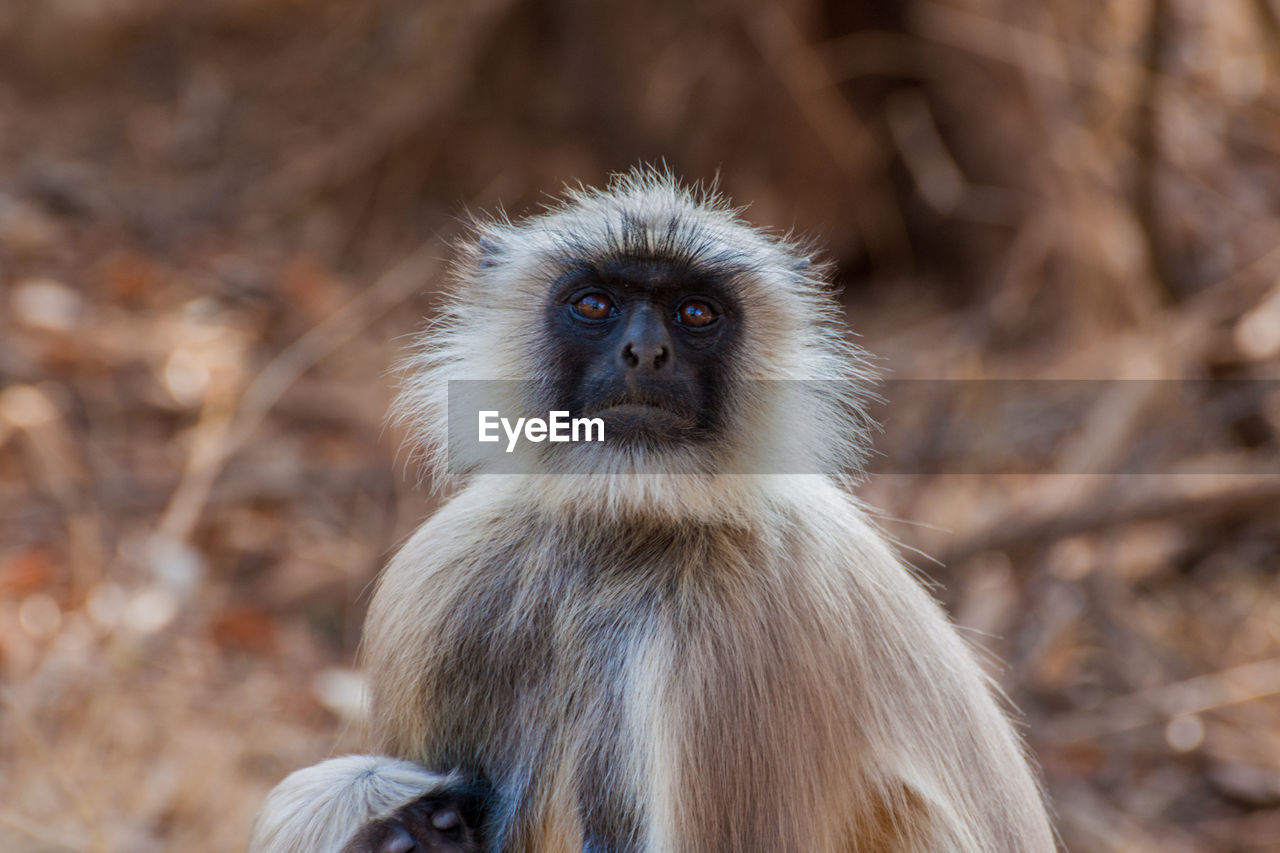 CLOSE-UP PORTRAIT OF MONKEY OUTDOORS
