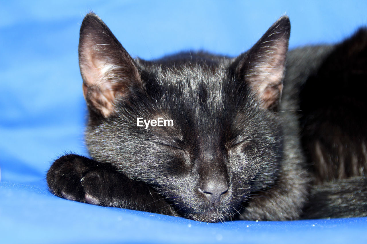 CLOSE-UP OF CAT SLEEPING ON FIELD