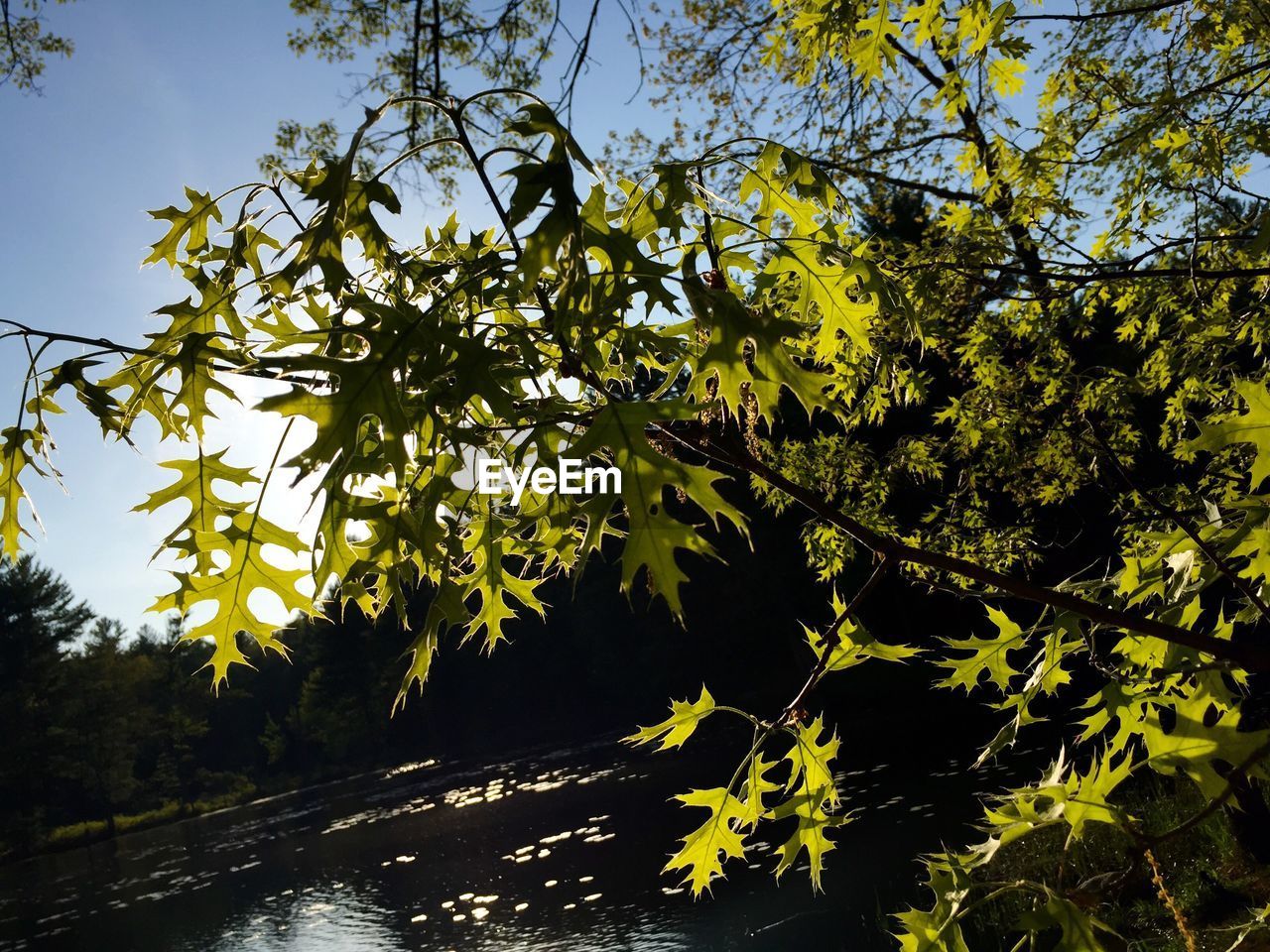 TREES GROWING ON LANDSCAPE