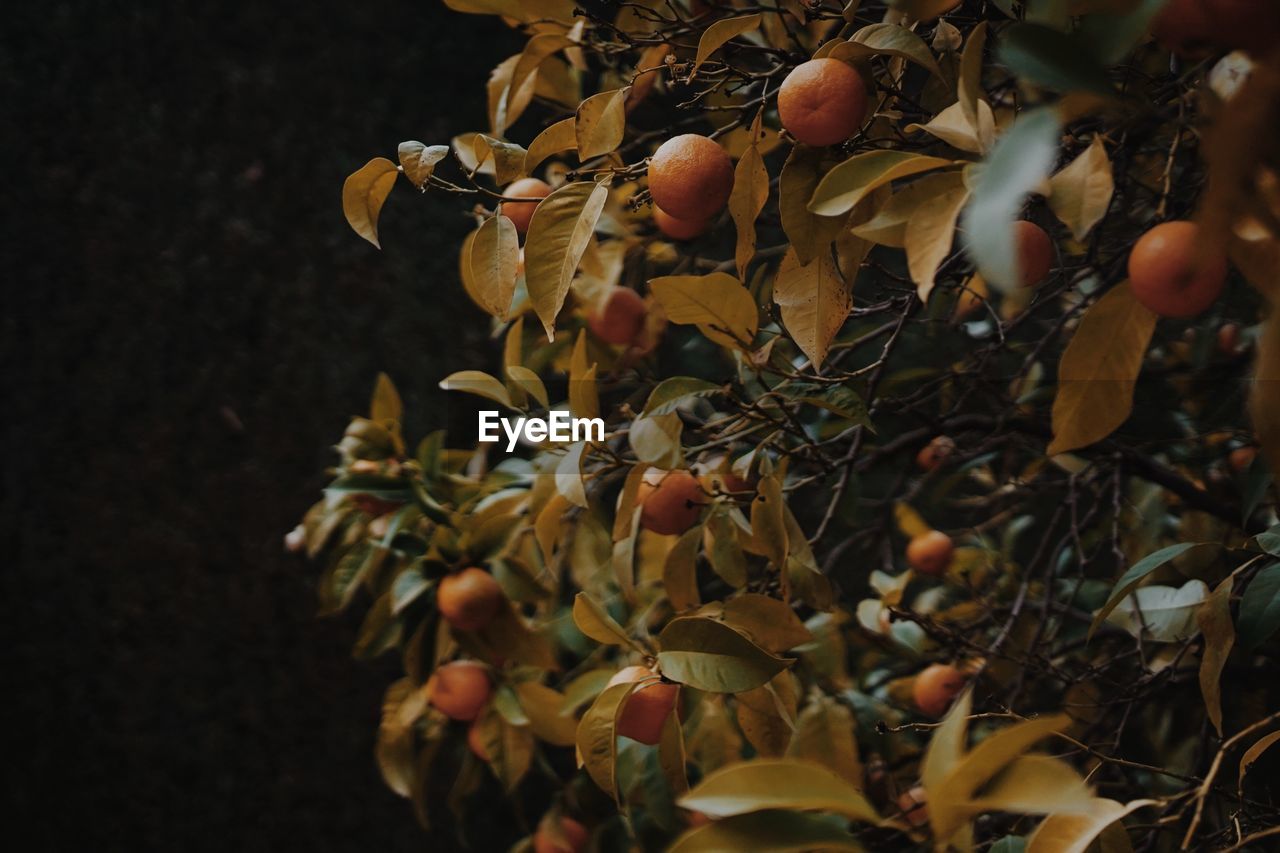 Close-up of fruits growing on tree orange