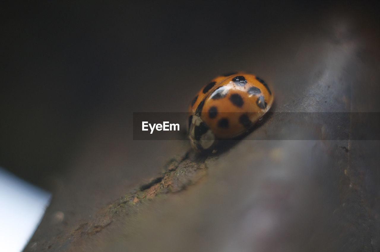 CLOSE-UP OF LADYBUG ON PLANT