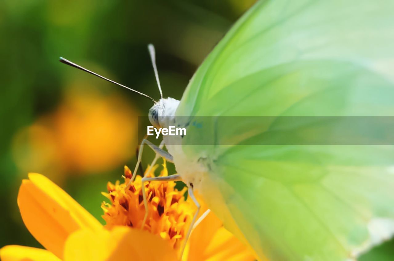 CLOSE-UP OF INSECT ON LEAF