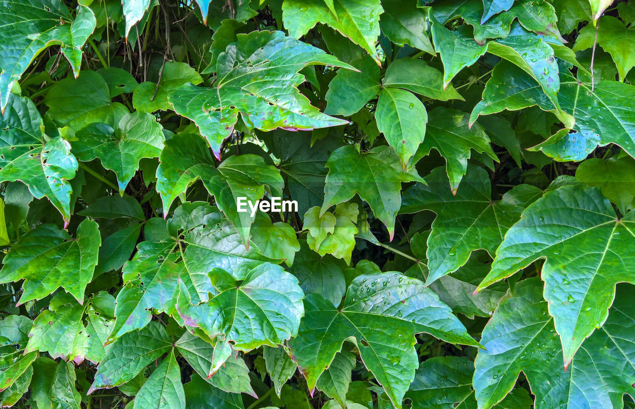 Full frame shot of plant