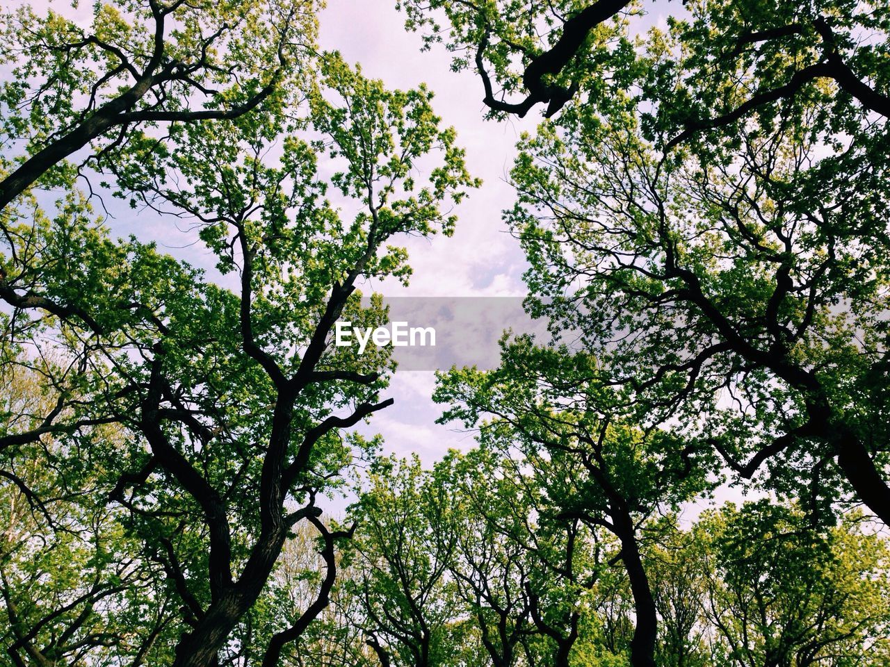 Beautiful green trees against sky