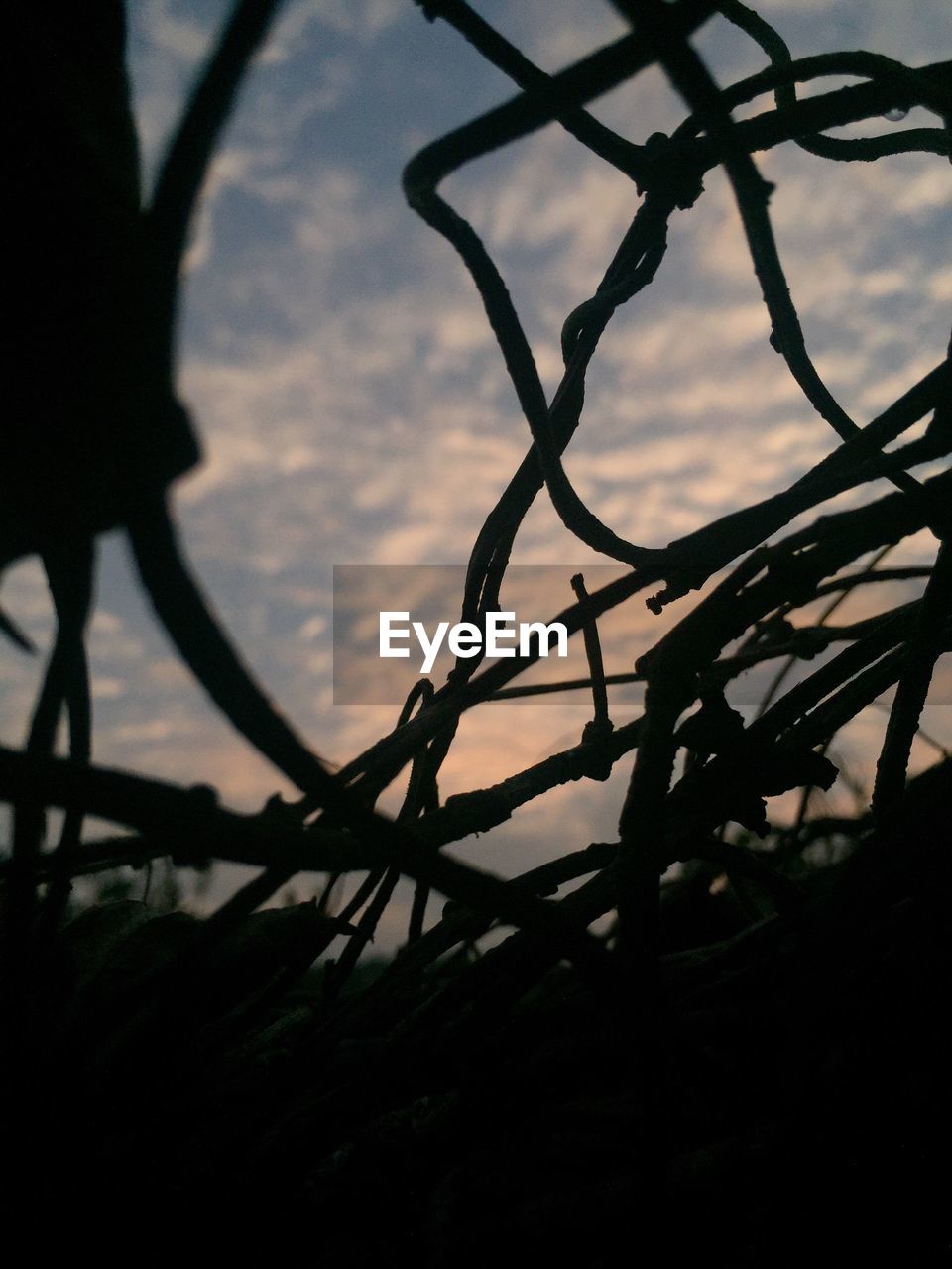 CLOSE-UP OF SILHOUETTE TREE AGAINST SKY