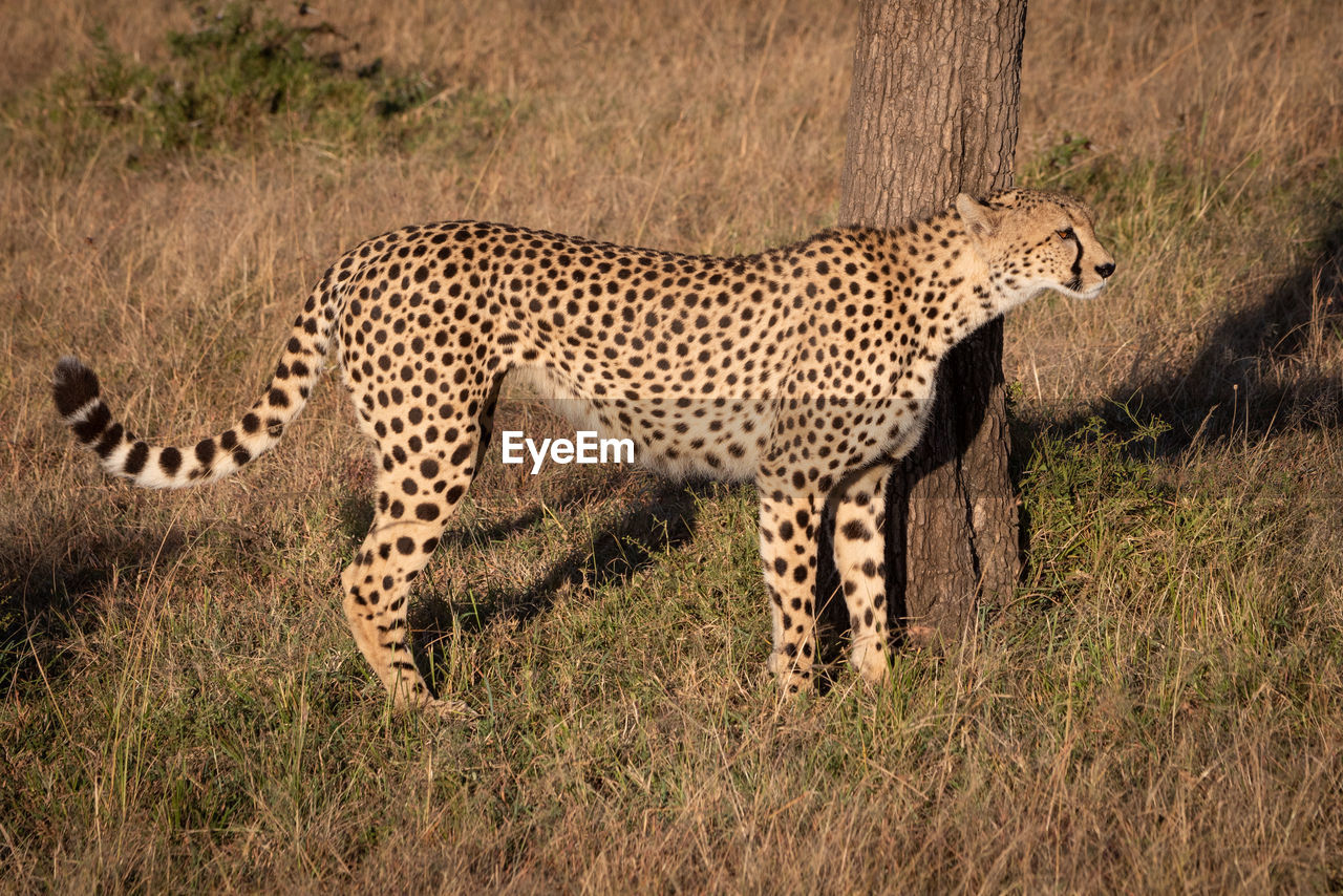 Cheetah standing on field in zoo