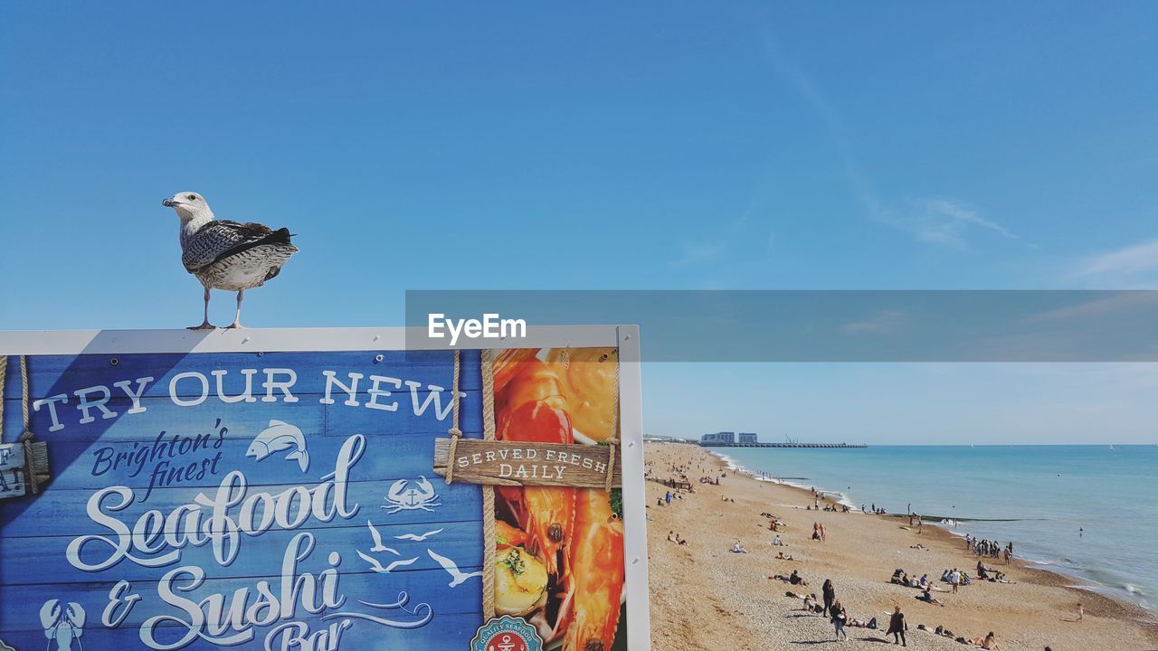 BIRDS ON BEACH AGAINST SKY