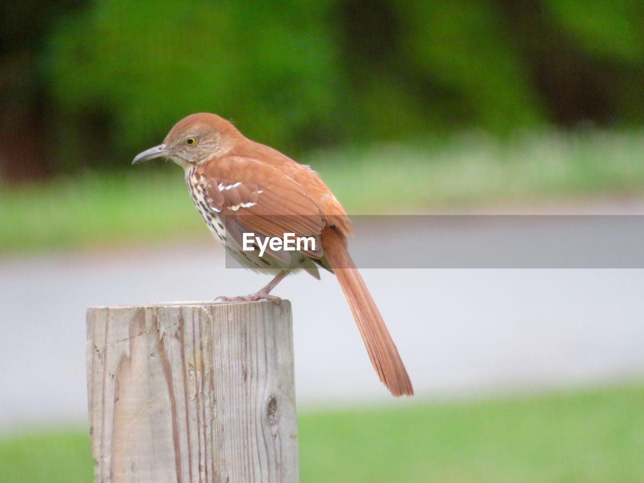 Brown bird perched on wooden post