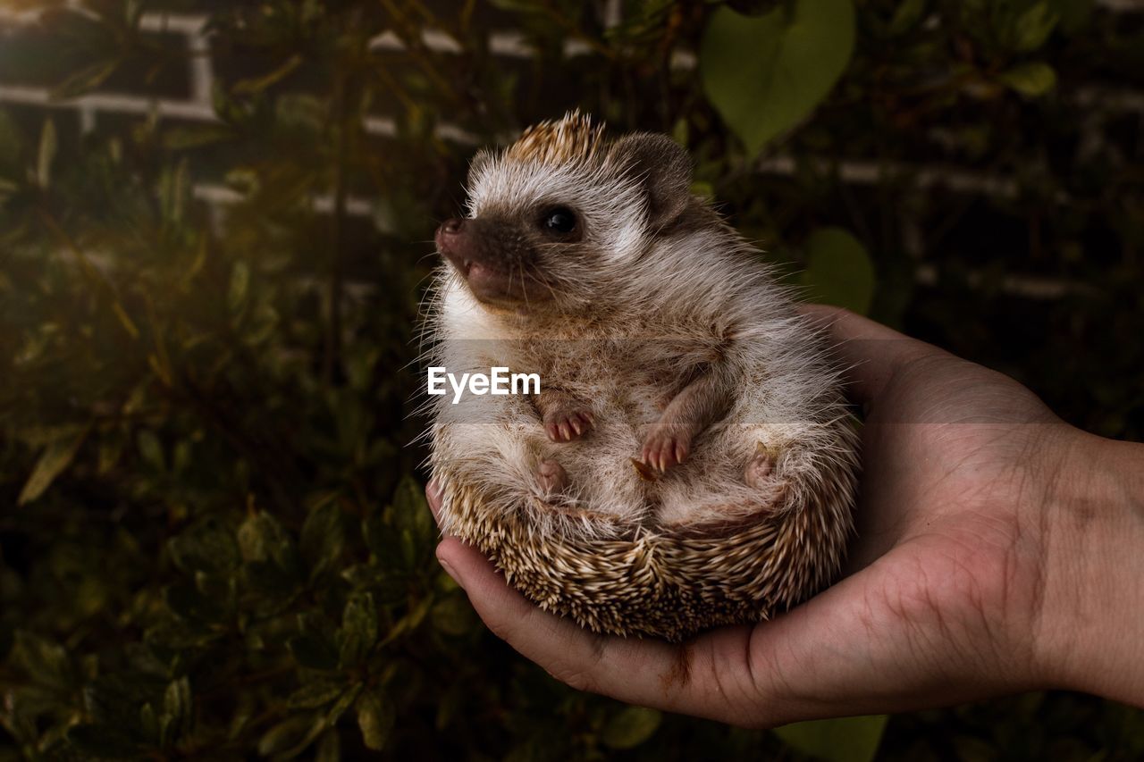 Close-up of person holding hedgehog