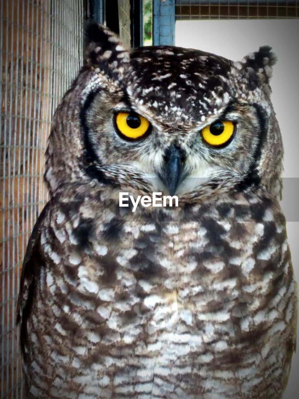 PORTRAIT OF OWL OUTDOORS