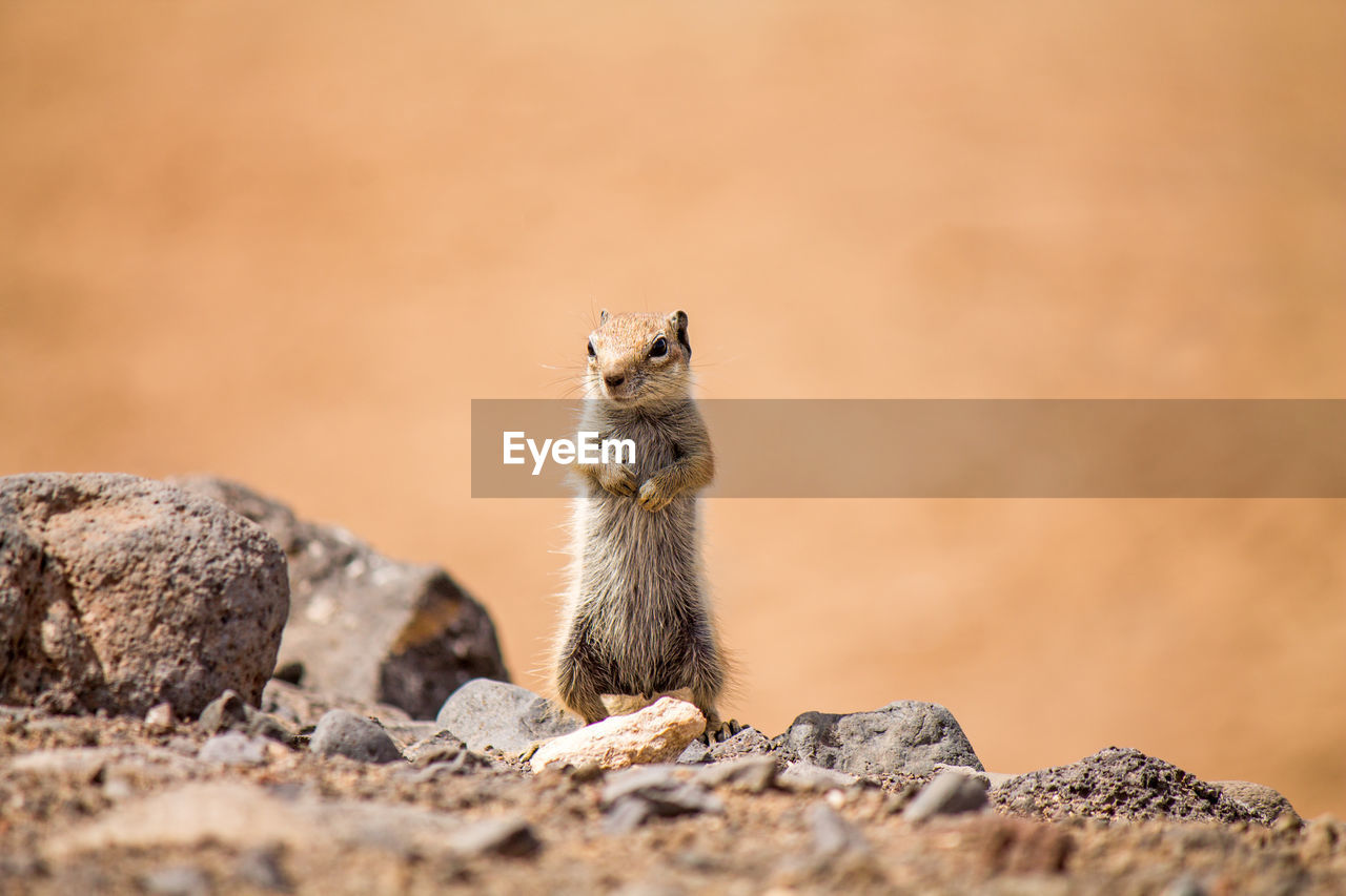 Close-up of squirrel standing on rock