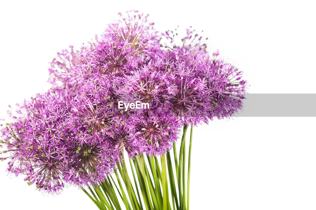 CLOSE-UP OF PURPLE FLOWERING PLANT