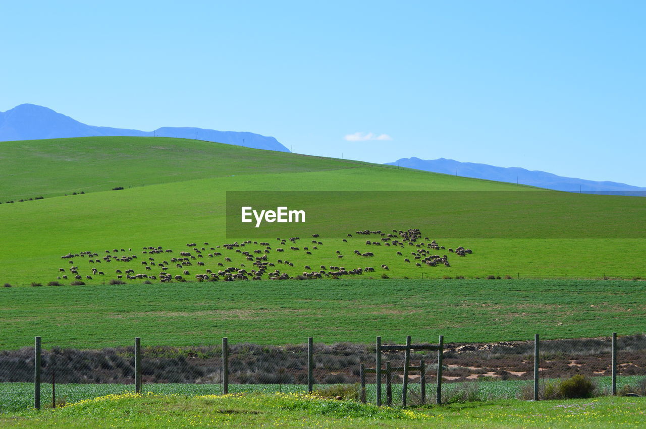 Animals grazing on field against sky