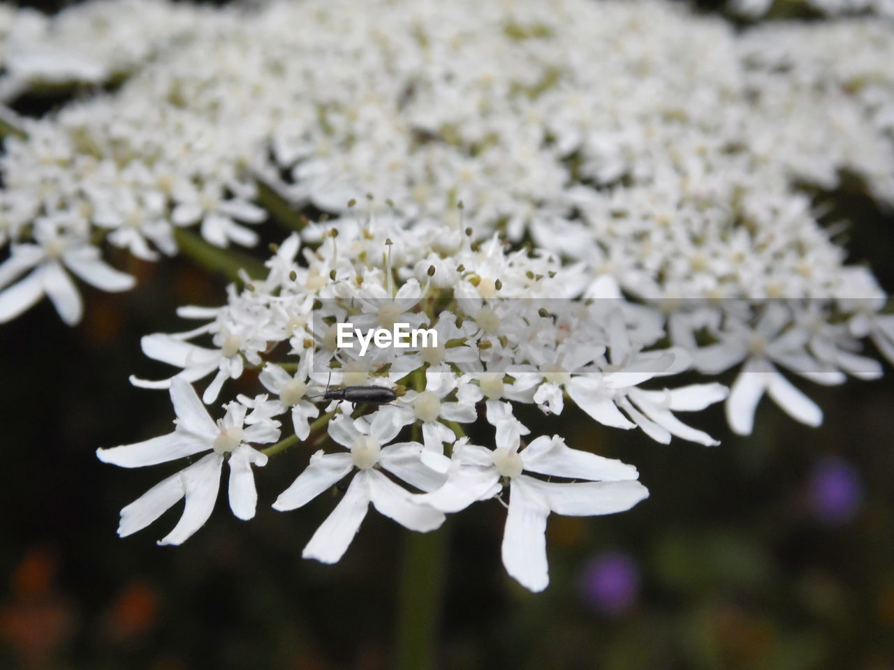 CLOSE-UP OF WHITE FLOWERS BLOOMING OUTDOORS