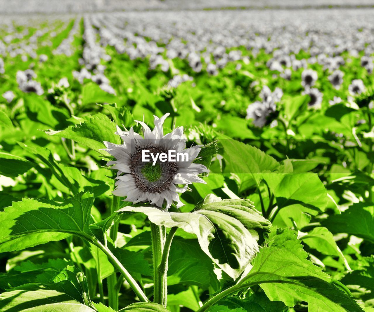 CLOSE-UP OF FLOWERS BLOOMING IN FIELD