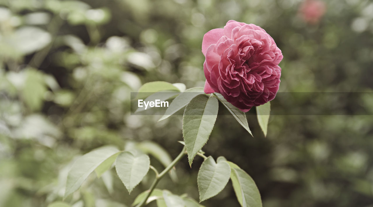 Close-up of rose blooming in park