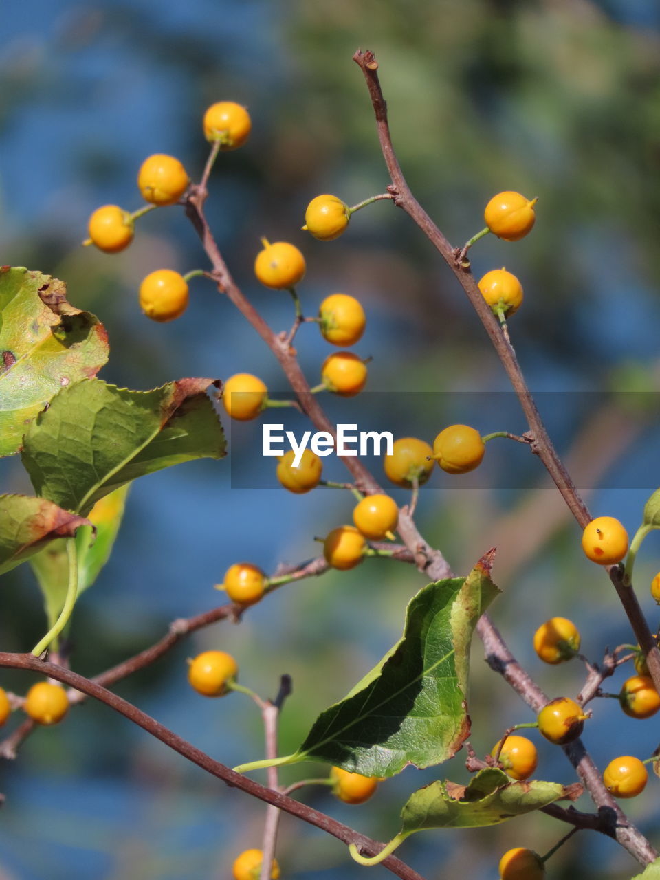 CLOSE-UP OF FRUITS ON TREE