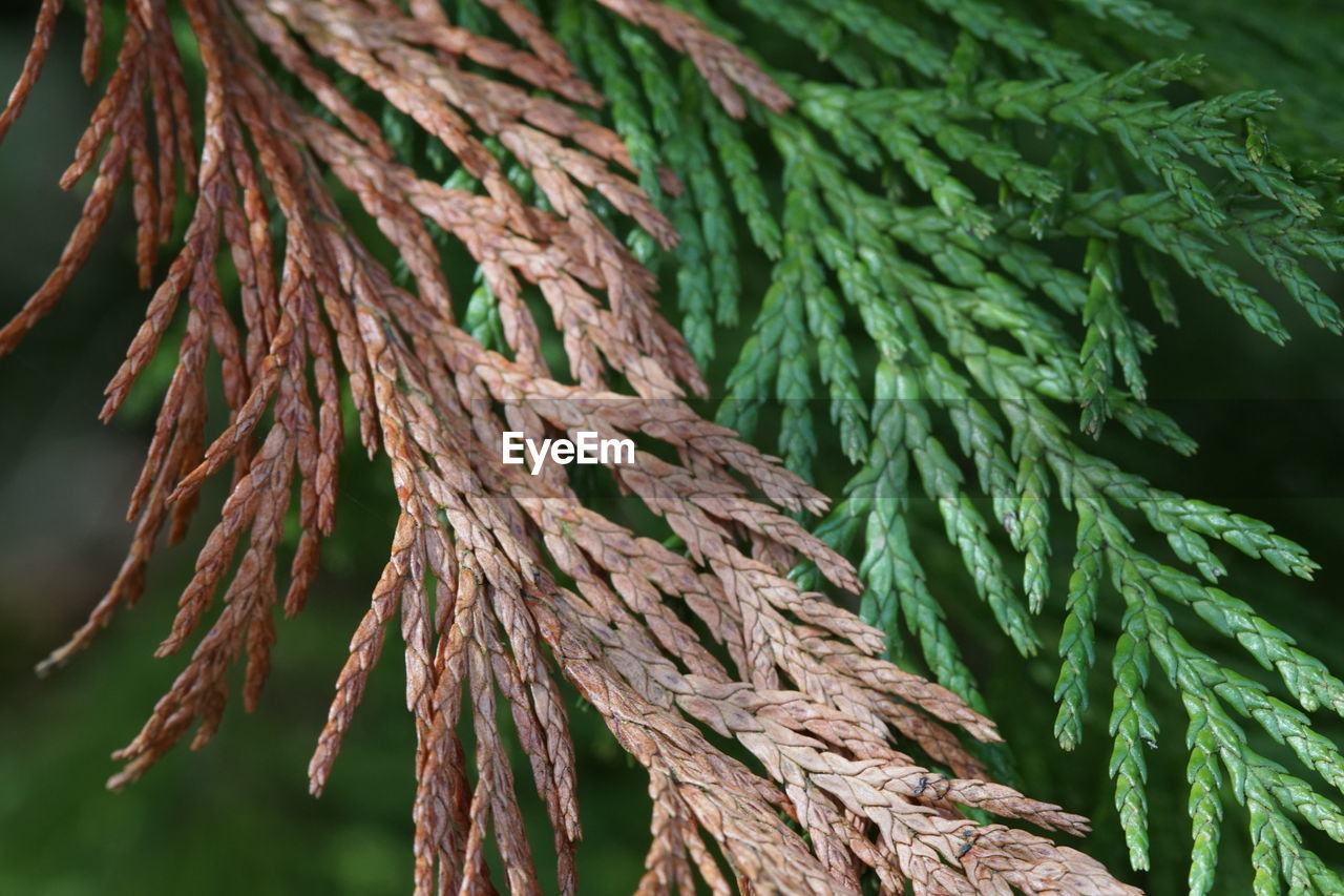 Low angle view of pine tree branches