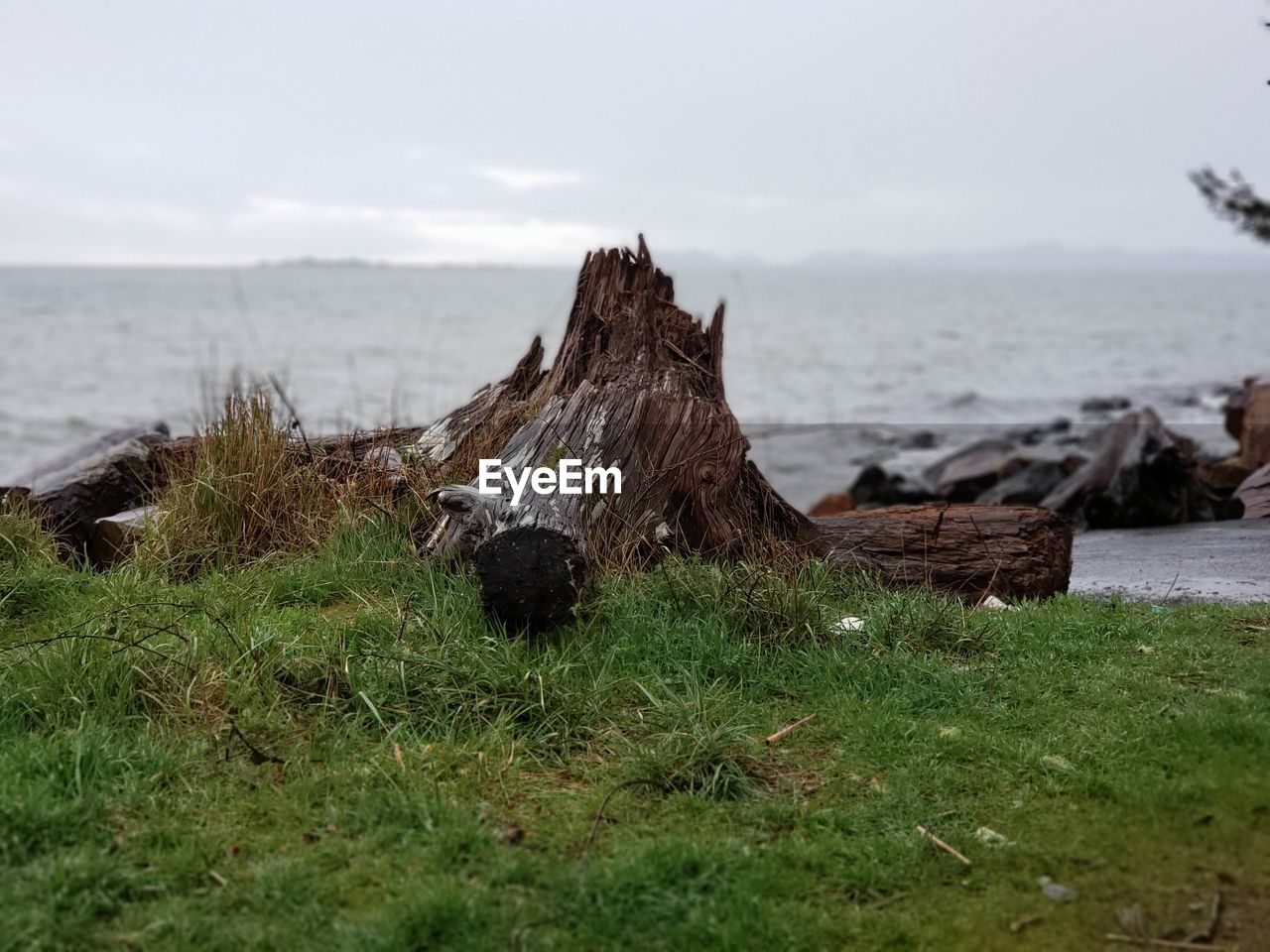 DRIFTWOOD ON FIELD BY SEA