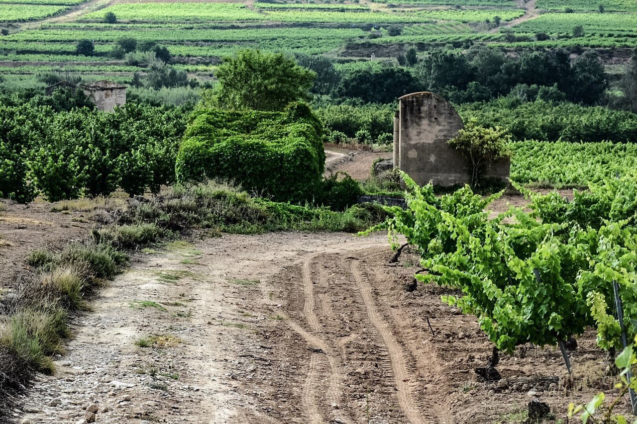 Dirt road passing through field