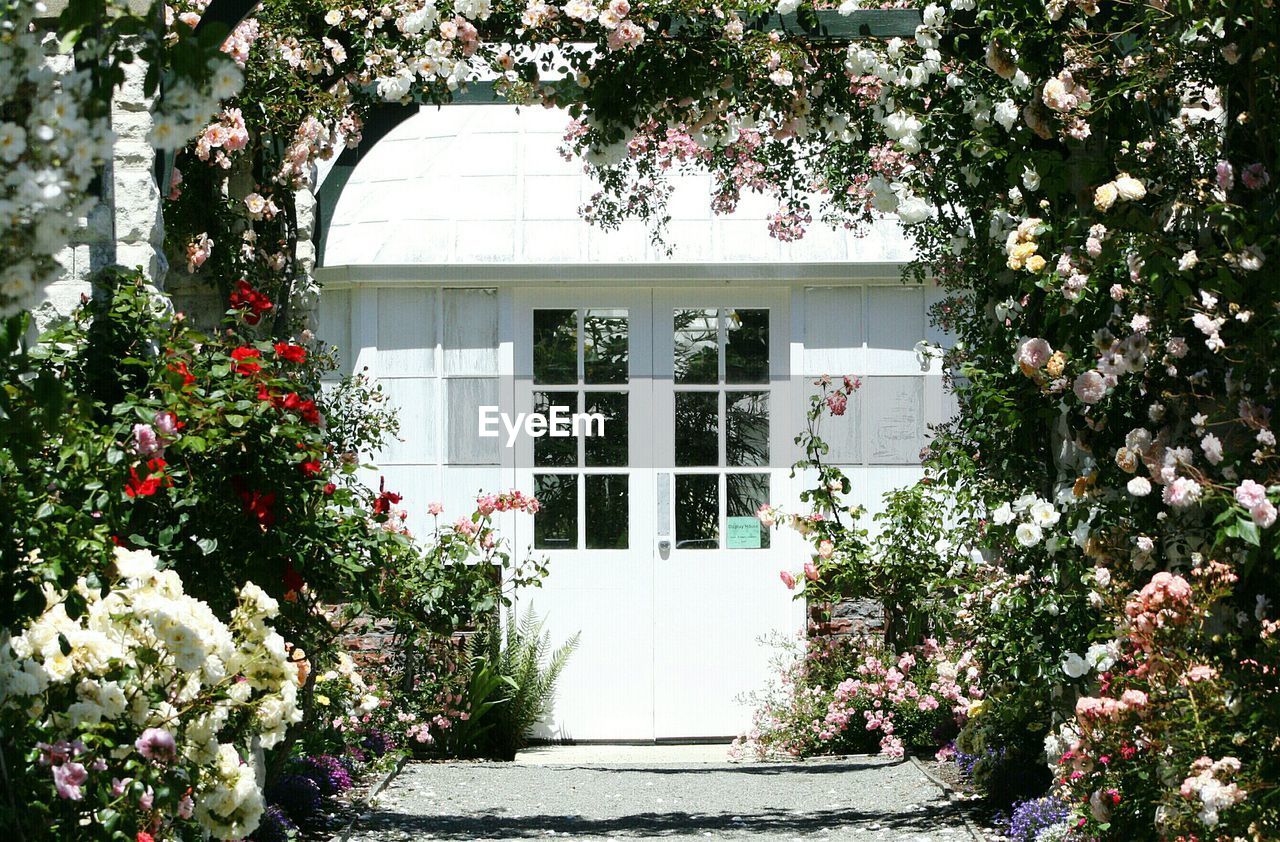 Flowers growing on plant and trees against house