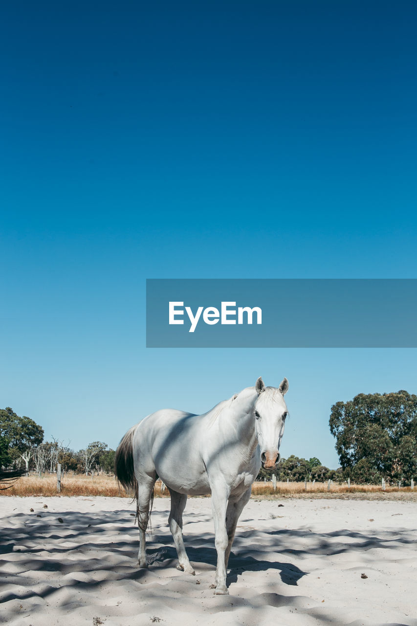 Horse on sand against clear blue sky