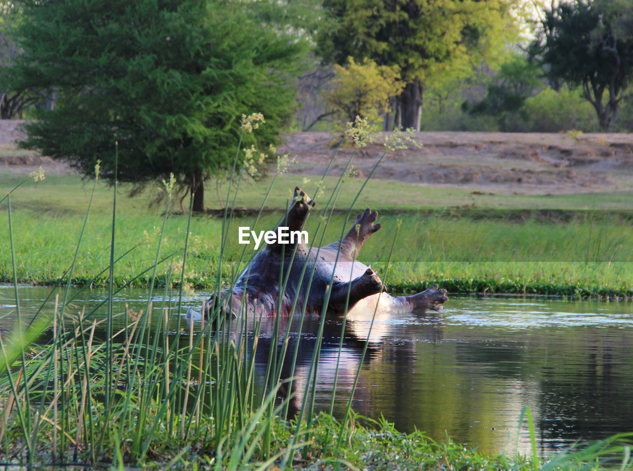 HORSE IN LAKE