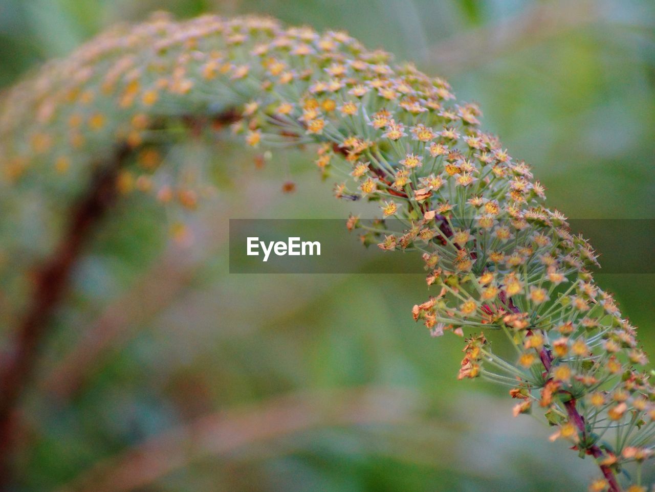 Close-up of flowering plant