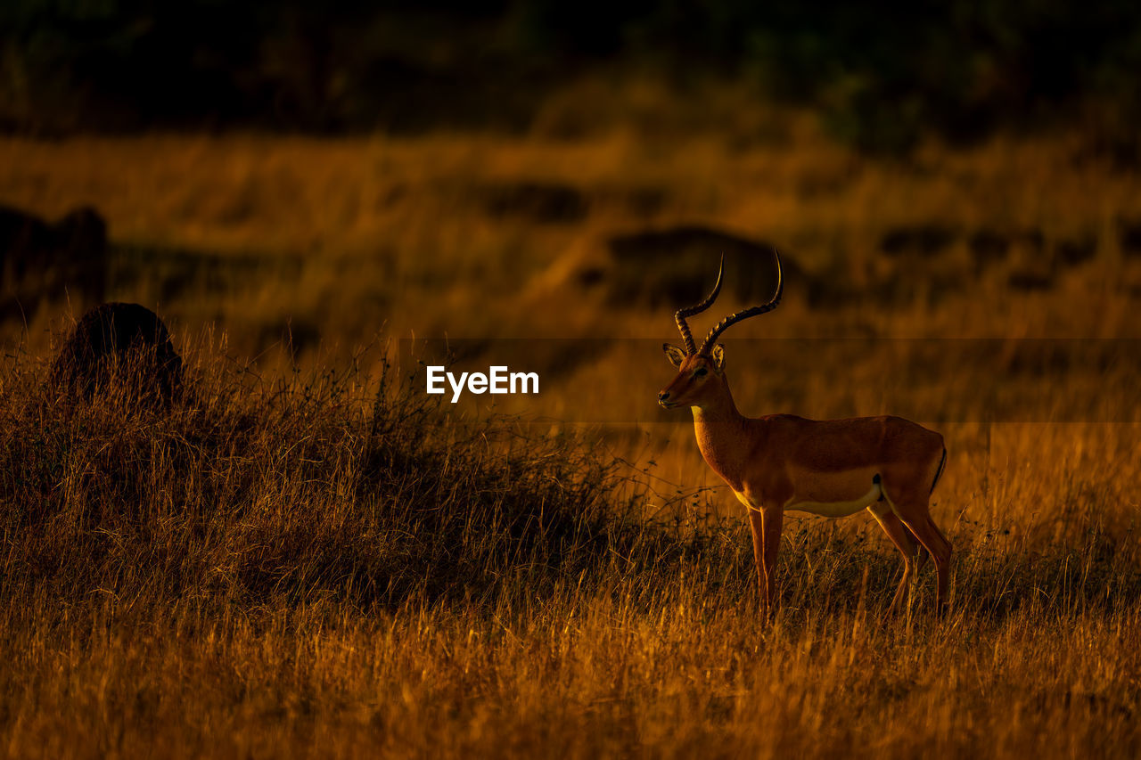 deer standing on grassy field