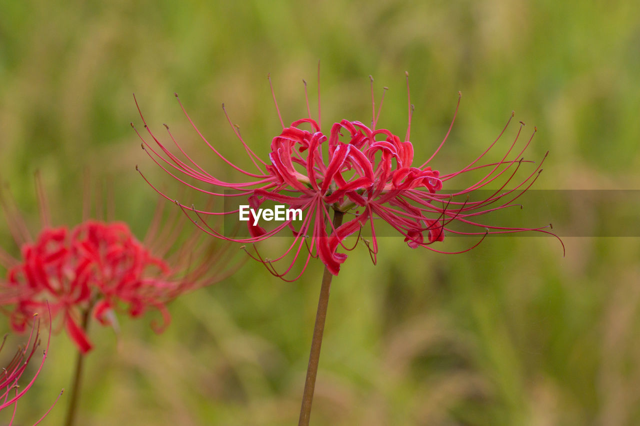 plant, flower, flowering plant, beauty in nature, prairie, nature, freshness, close-up, meadow, wildflower, focus on foreground, macro photography, red, fragility, no people, growth, outdoors, environment, grass, pink, flower head, summer, land, inflorescence, social issues, petal, botany, day, selective focus, animal wildlife, landscape, springtime, multi colored, animal themes, animal