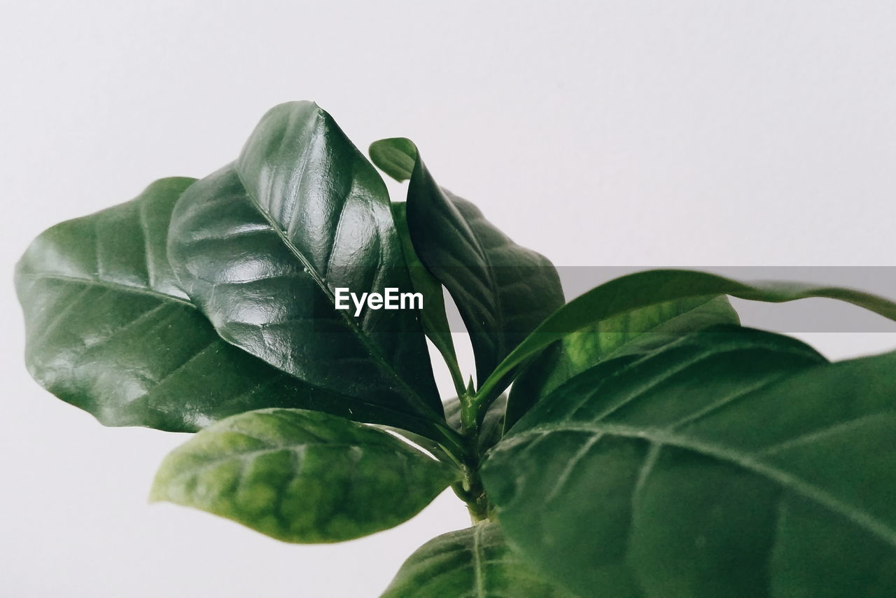 Close-up of leaves over white background